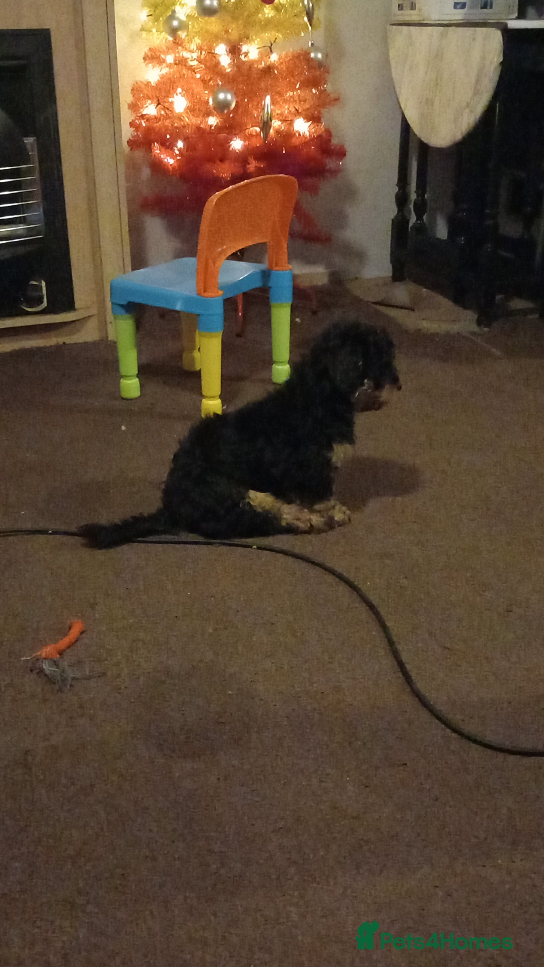 Mixed Breed dogs for sale: Jackapoo cross  - Advert 7