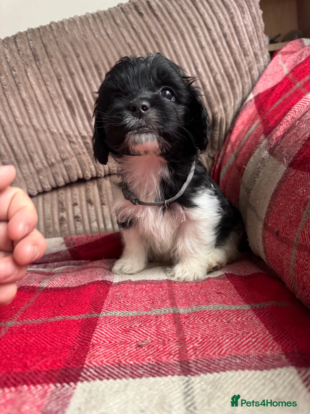 Mixed Breed dogs for sale: 7 Spinger cross Shihpoo puppies - Advert 2