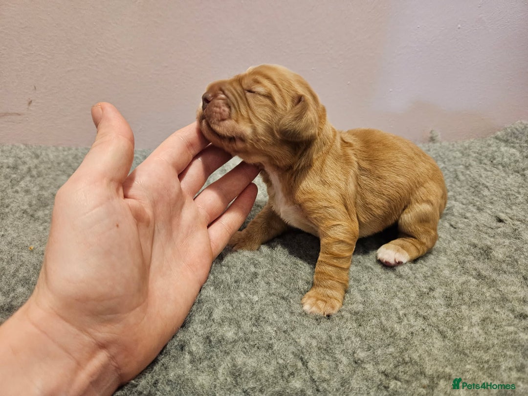 Cocker Spaniel dogs for sale: Working Cocker Spaniel Puppies  - Advert 15