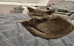 British Shorthair cats for sale: Meet the Dolly's Mom and daughter duo - Image 6