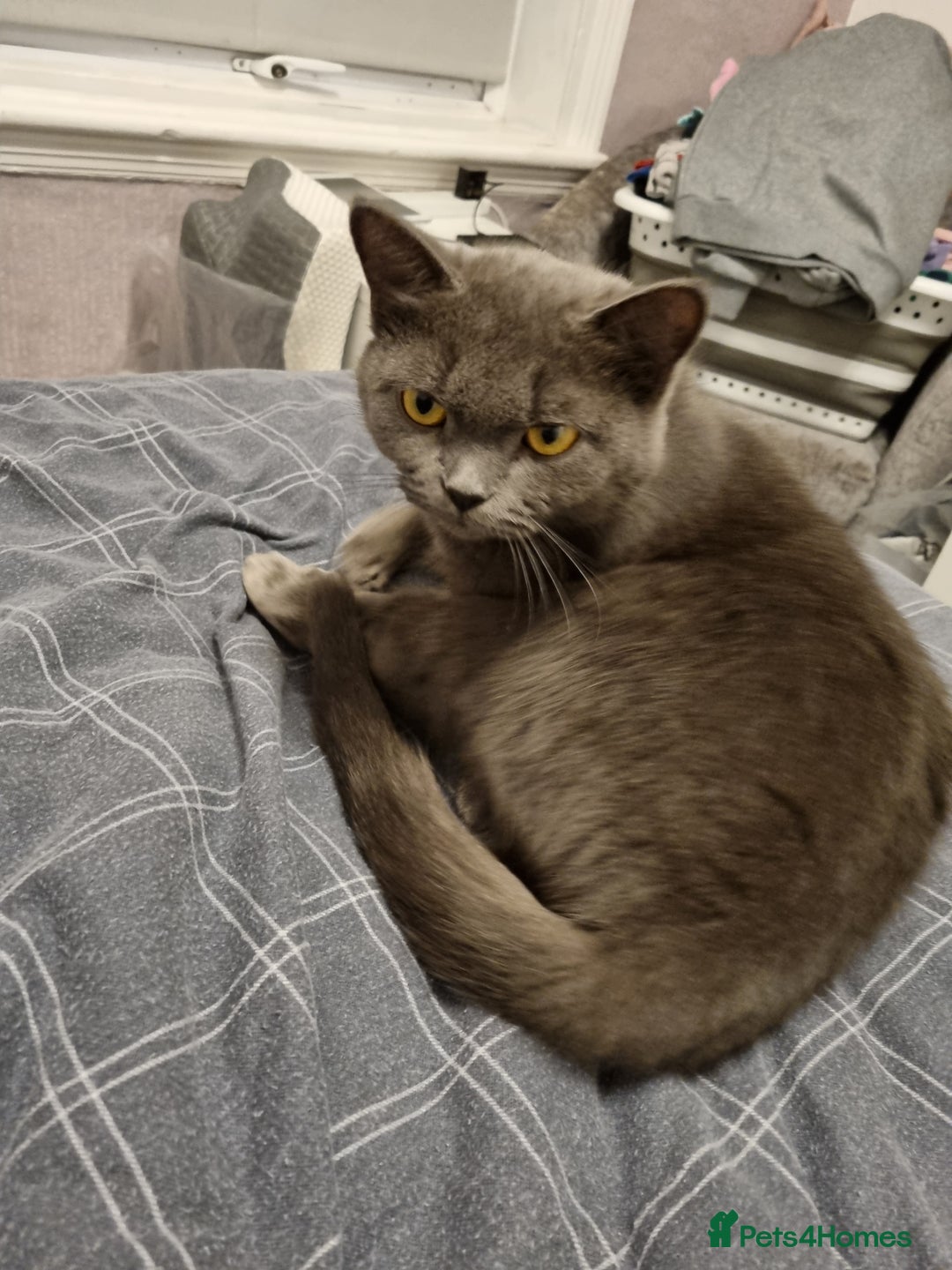 British Shorthair cats for sale: Meet the Dolly's Mom and daughter duo - Image 6