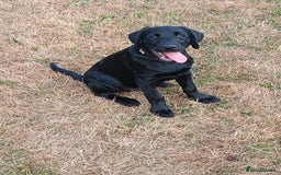 Labrador Retriever dogs for sale: Black Labrador  - Image 1
