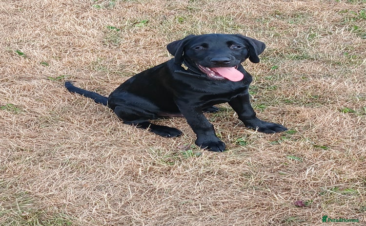 Labrador Retriever dogs - Advert 4