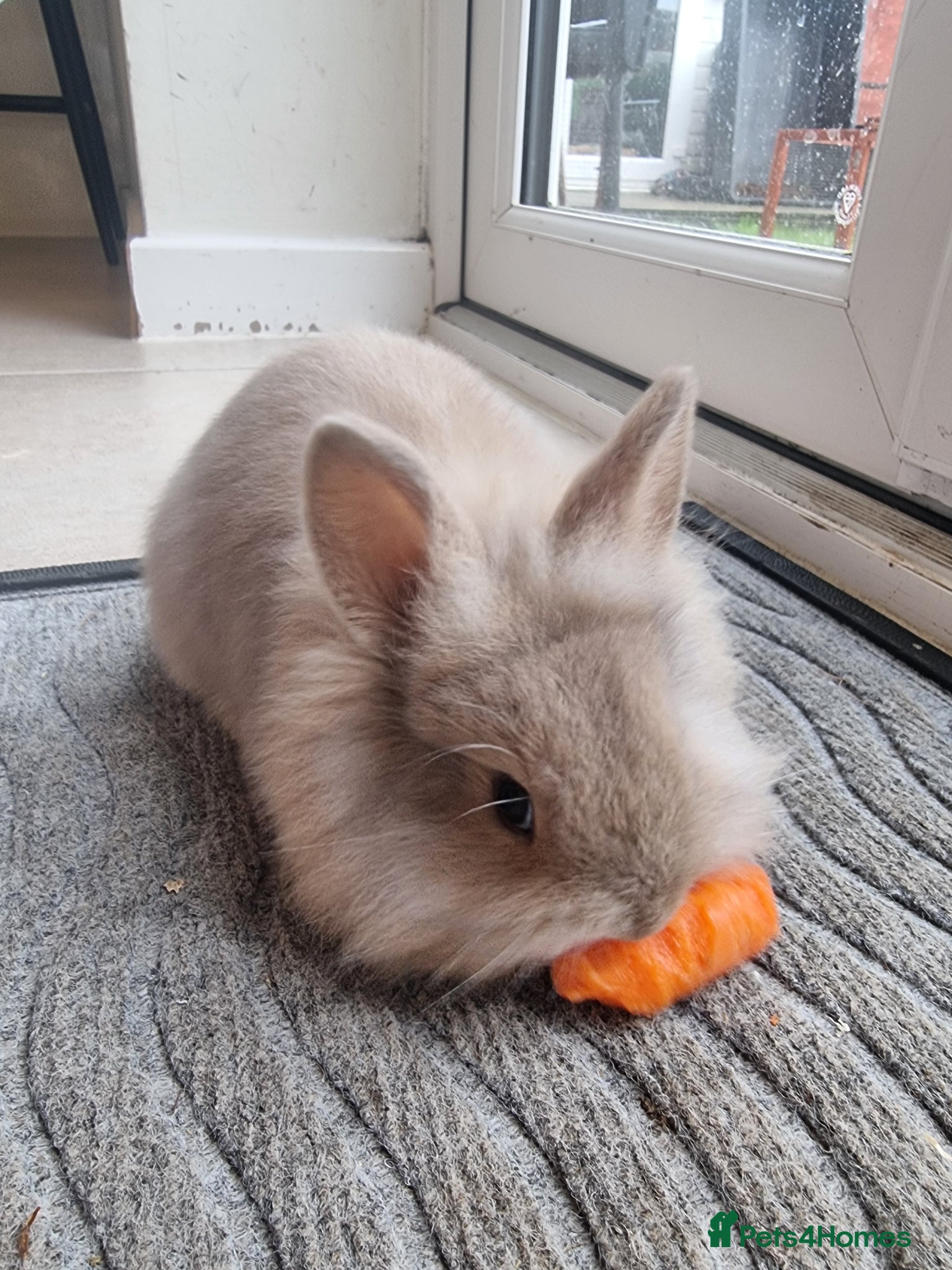 Mini Lion Lop rabbits Beautiful Mini lion lops  - Advert 2