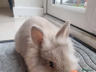 Mini Lion Lop rabbits Beautiful Mini lion lops - Advert 2