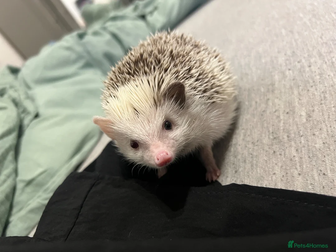 Pygmy Hedgehog rodents for sale: Male African Pygmy Hedgehog 🦔 - Advert 5