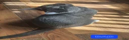 Russian Blue cats for sale: 🐾 All Kittens Reserved 🐾 - Advert 17