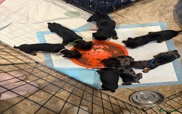 Miniature Dachshund dogs for sale: Ready Now! Smooth coat 1 boy 1 girl - Image 14