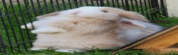 Mini Lop rabbits for sale: Mini lop bunnies in Forres - Advert 4