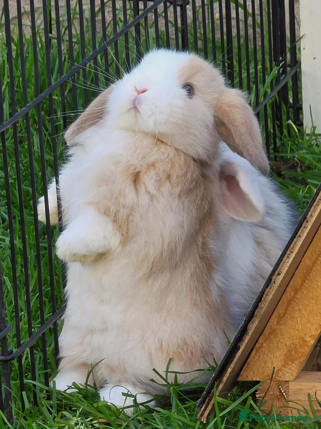 Mini Lop rabbits for sale: Mini lop bunnies in Forres - Advert 4