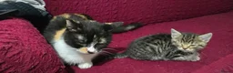 Bengal cats for sale: Last bengal mix kitten left  - Advert 7