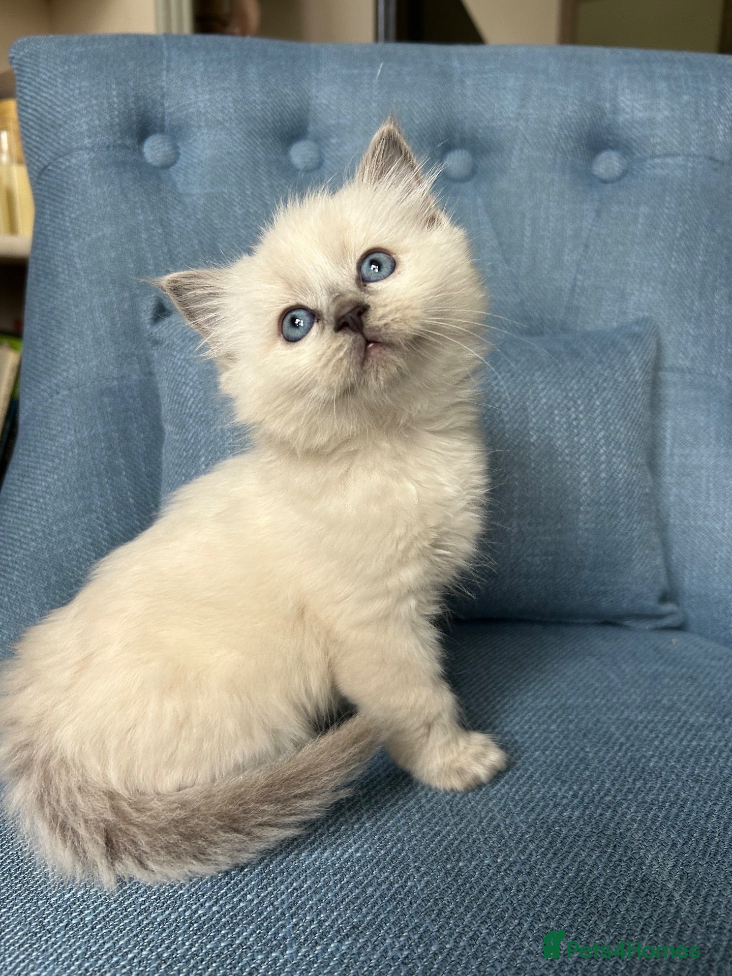 Ragdoll cats Stunning Ragdoll-Point Kittens  Champion Bred Sire - Advert 2