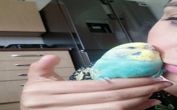 Budgerigars birds for sale: Tame budgie - Image 2