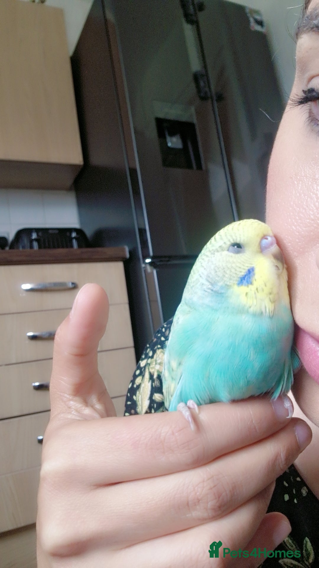 Budgerigars birds for sale: Tame budgie - Image 2