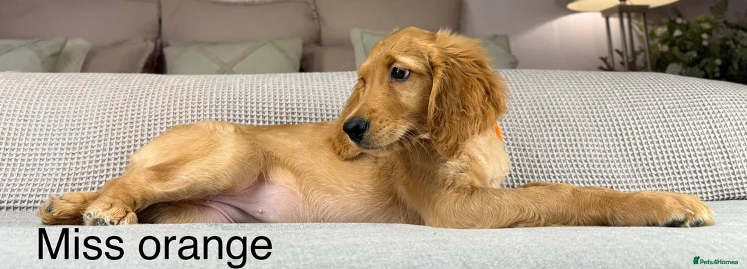 Goldendoodle dogs for sale: These will be stunning adults. Real head turners. - Advert 25