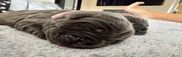 Neapolitan Mastiff dogs for sale: Rare breed Neapolitan mastiff puppies  - Advert 19