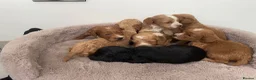 Cockapoo dogs for sale: F1 Cockapoo’s  - Advert 2