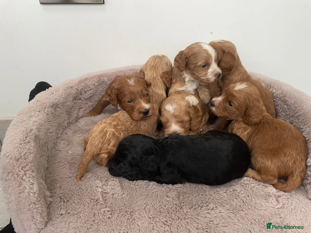 Cockapoo dogs for sale: F1 Cockapoo’s  - Advert 2