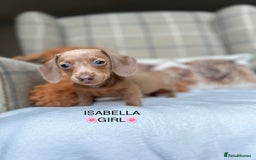 Miniature Dachshund dogs for sale: ❤️MINIATURE DACHSHUNDS❤️ - Image 8
