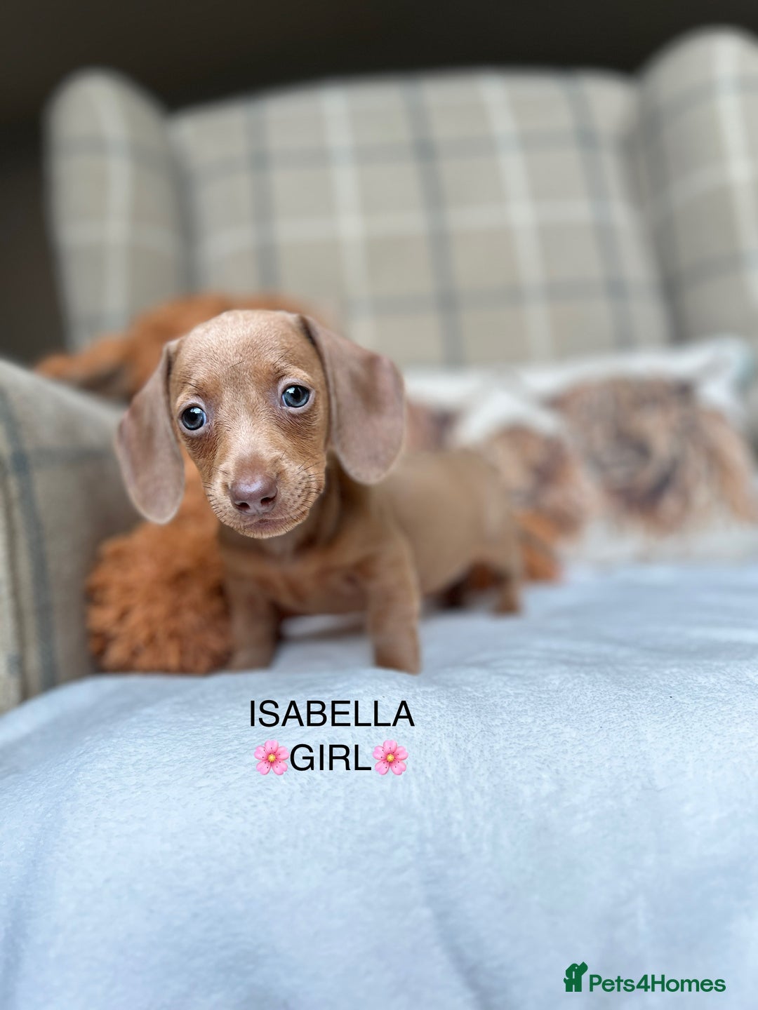 Miniature Dachshund dogs for sale: ❤️MINIATURE DACHSHUNDS❤️ - Image 8