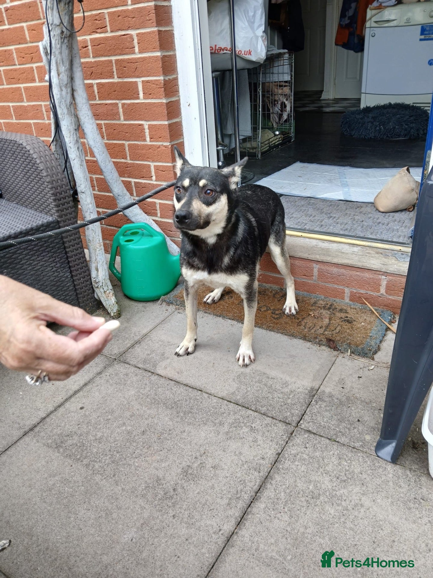 Mixed Breed dogs Amazing Annie - Advert 1