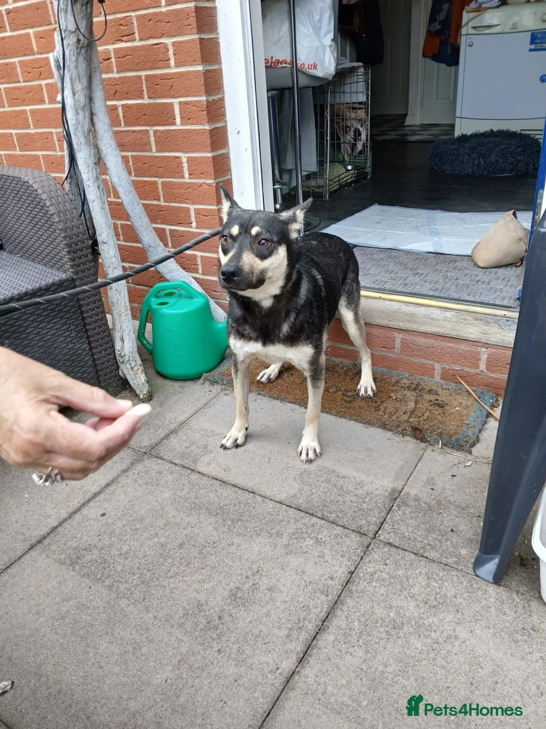 Mixed Breed dogs for adoption: Amazing Annie - Advert 1