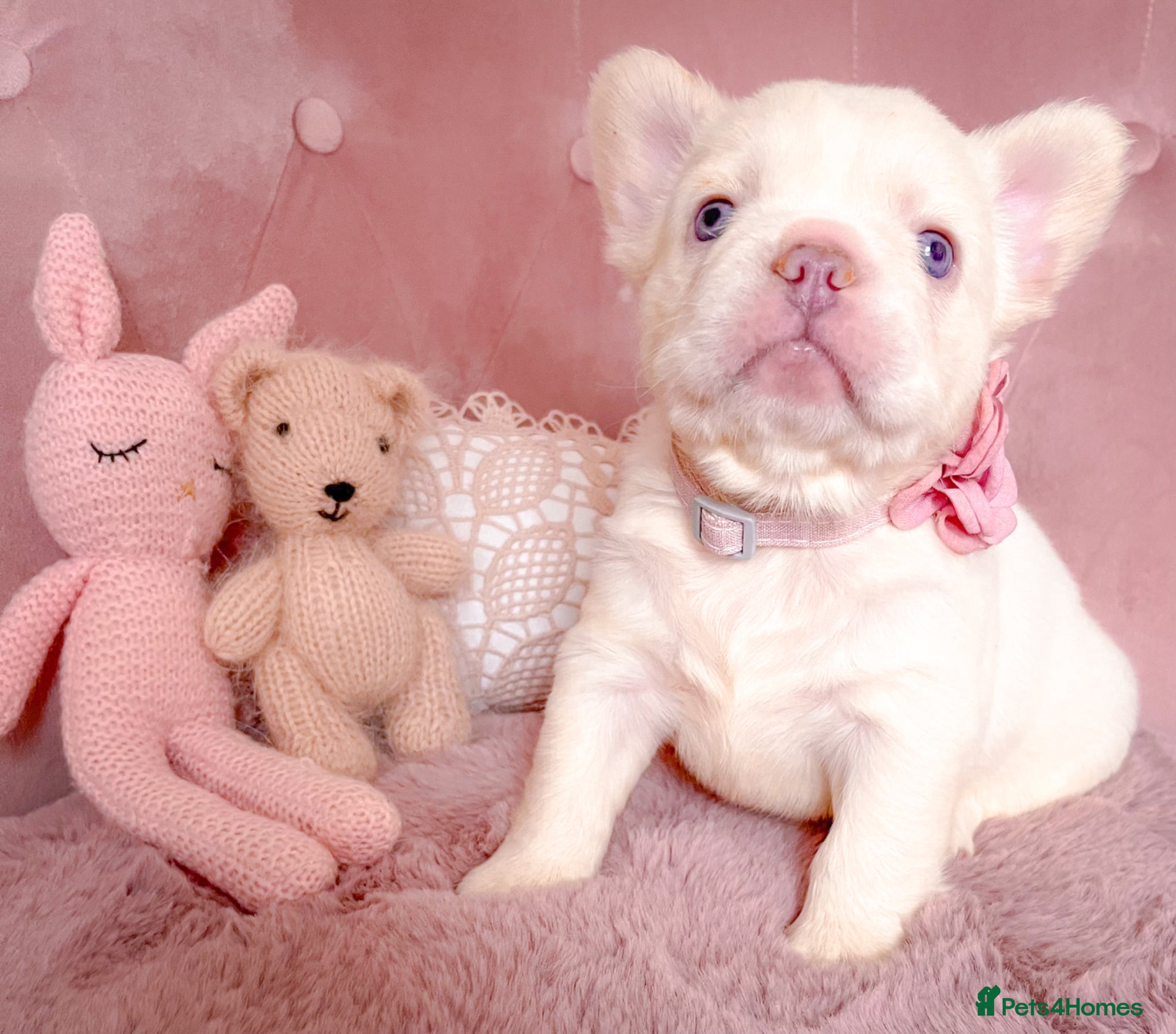 French Bulldog dogs 🧸LILAC PUPPIES🧸 - Advert 12