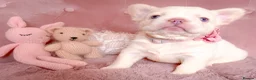 French Bulldog dogs for sale: 🧸LILAC PUPPIES🧸 - Advert 4