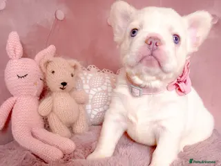 French Bulldog dogs 🧸LILAC PUPPIES🧸 - Advert 12