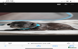 Mixed Breed dogs for sale: 6 Gorgeous Shorkie’s ready 20/12/025 - Advert 16