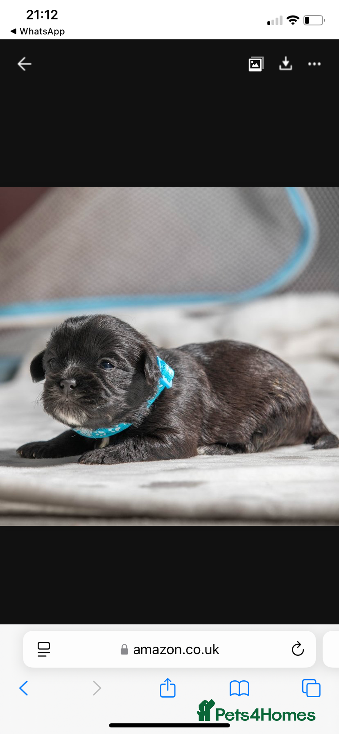 Mixed Breed dogs for sale: 6 Gorgeous Shorkie’s ready 20/12/025 - Advert 16