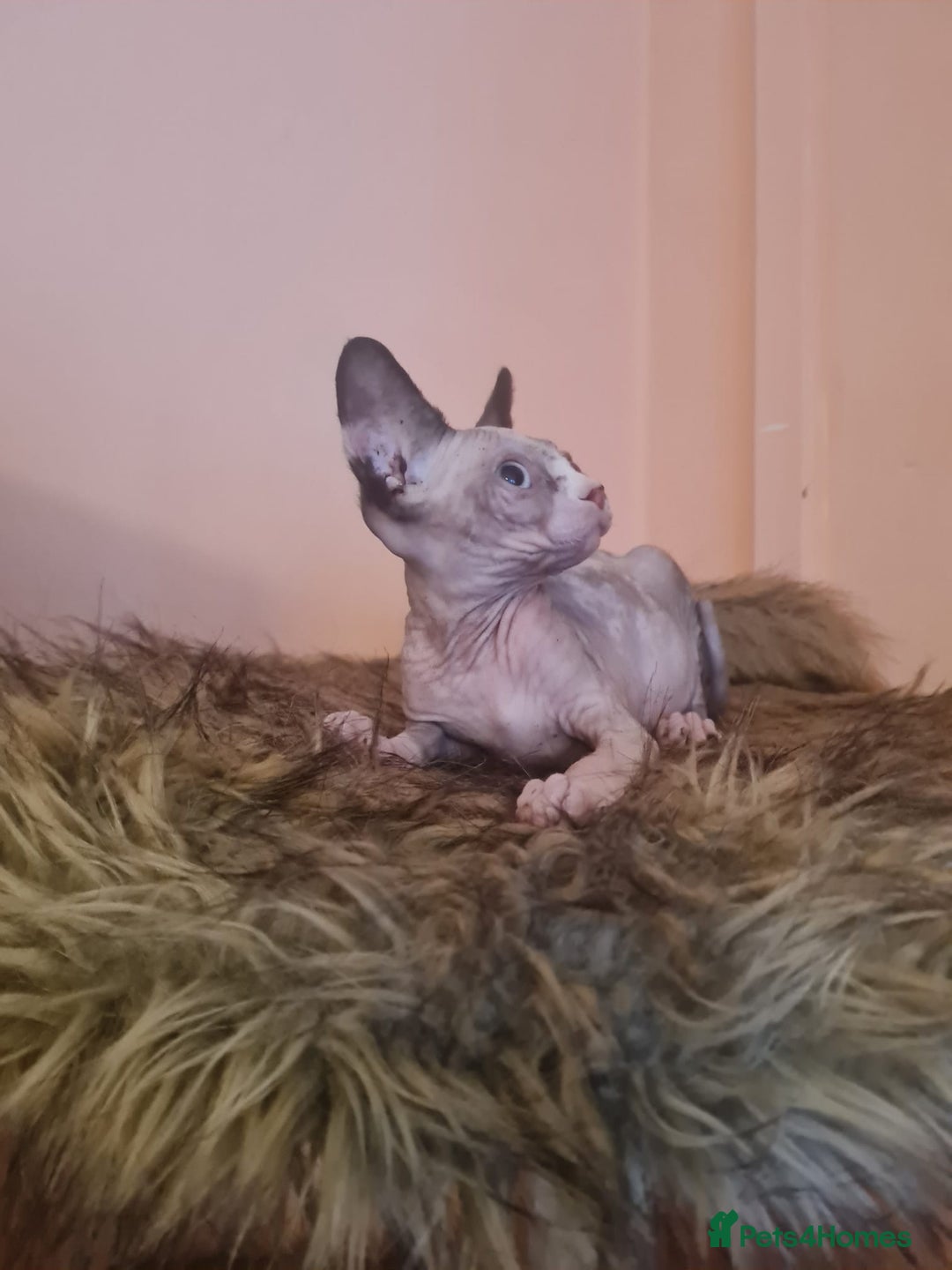 Sphynx cats for sale: Sphynx girl kitten for sale - Image 7