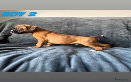 Boxer dogs for sale: BEAUTIFUL BOXER PUPPIES (HEARTSCORED PARENTS) - Image 9