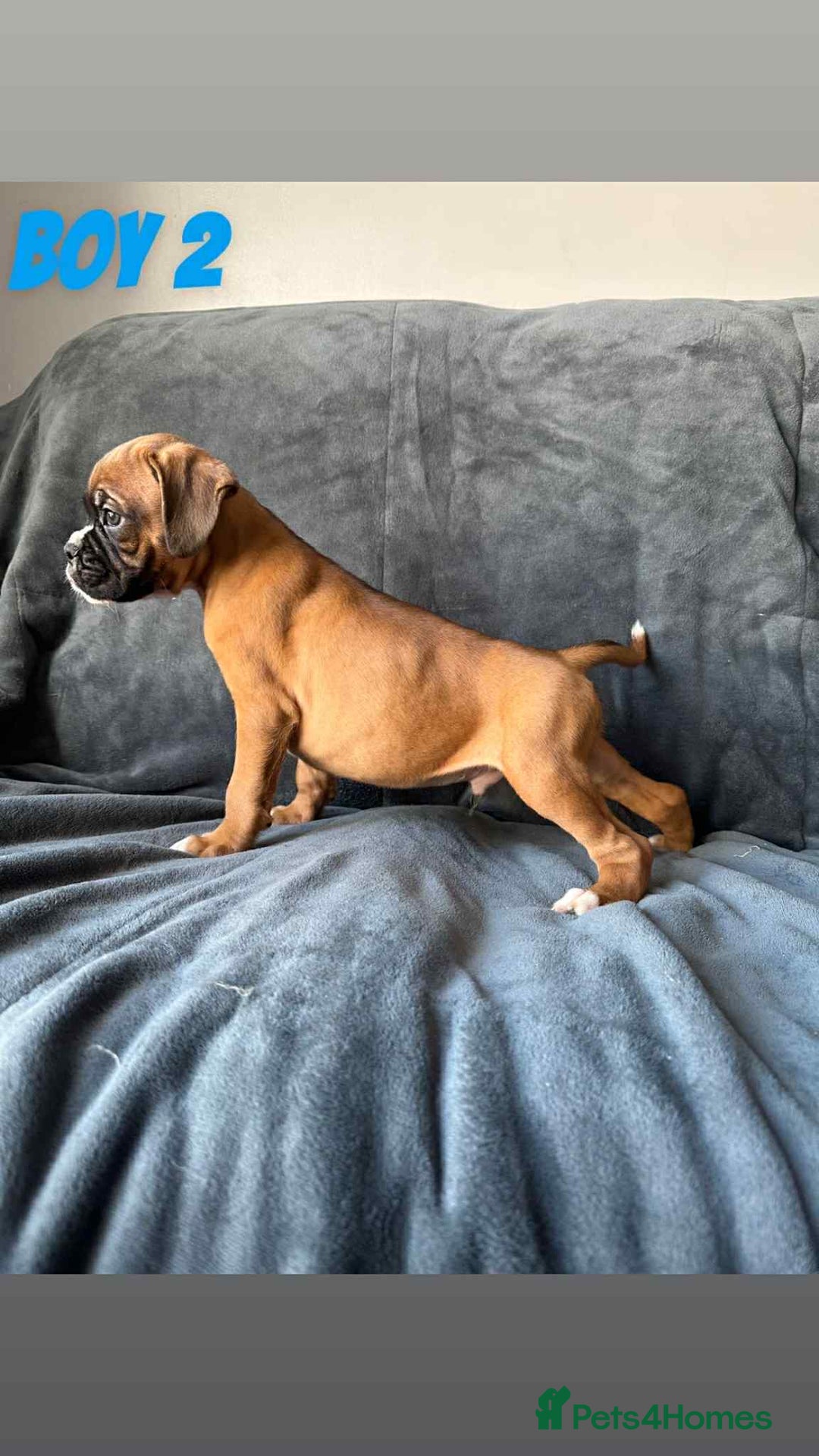 Boxer dogs for sale: BEAUTIFUL BOXER PUPPIES (HEARTSCORED PARENTS) - Image 9