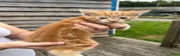 Mixed Breed cats for sale: Ginger Kittens for sale! Ready now!  - Advert 14
