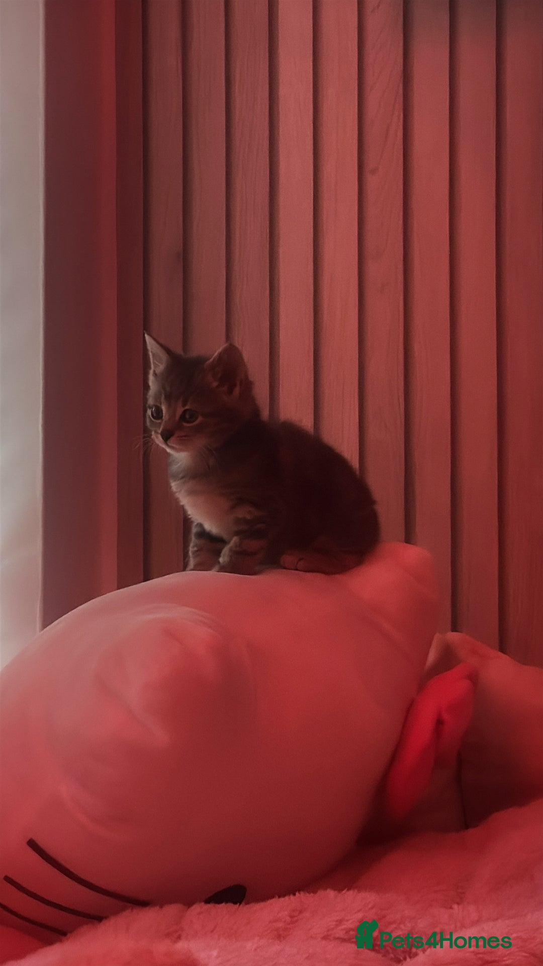 Bengal cats for sale: REDUCED 12week old bengal for sale ASAP - Image 6