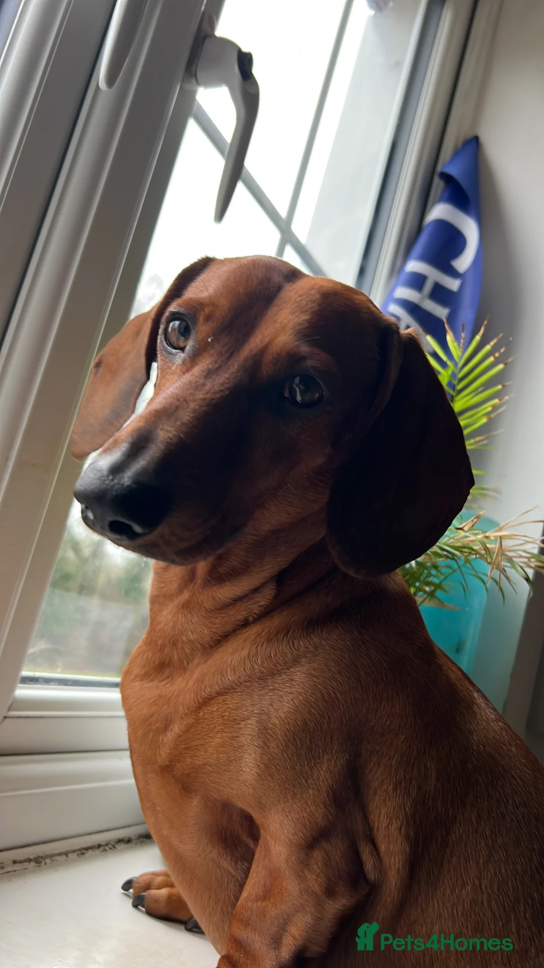 Dachshund dogs for stud: Standard Dachshund for Stud  in Horley - Advert 1