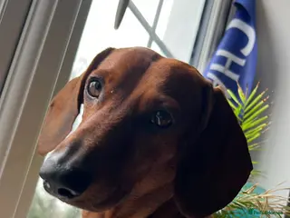 Dachshund dogs Standard Dachshund for Stud - Advert 2