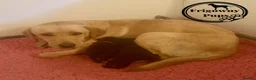 Labrador Retriever dogs for sale: Mismarked Labrador Puppies  - Advert 14