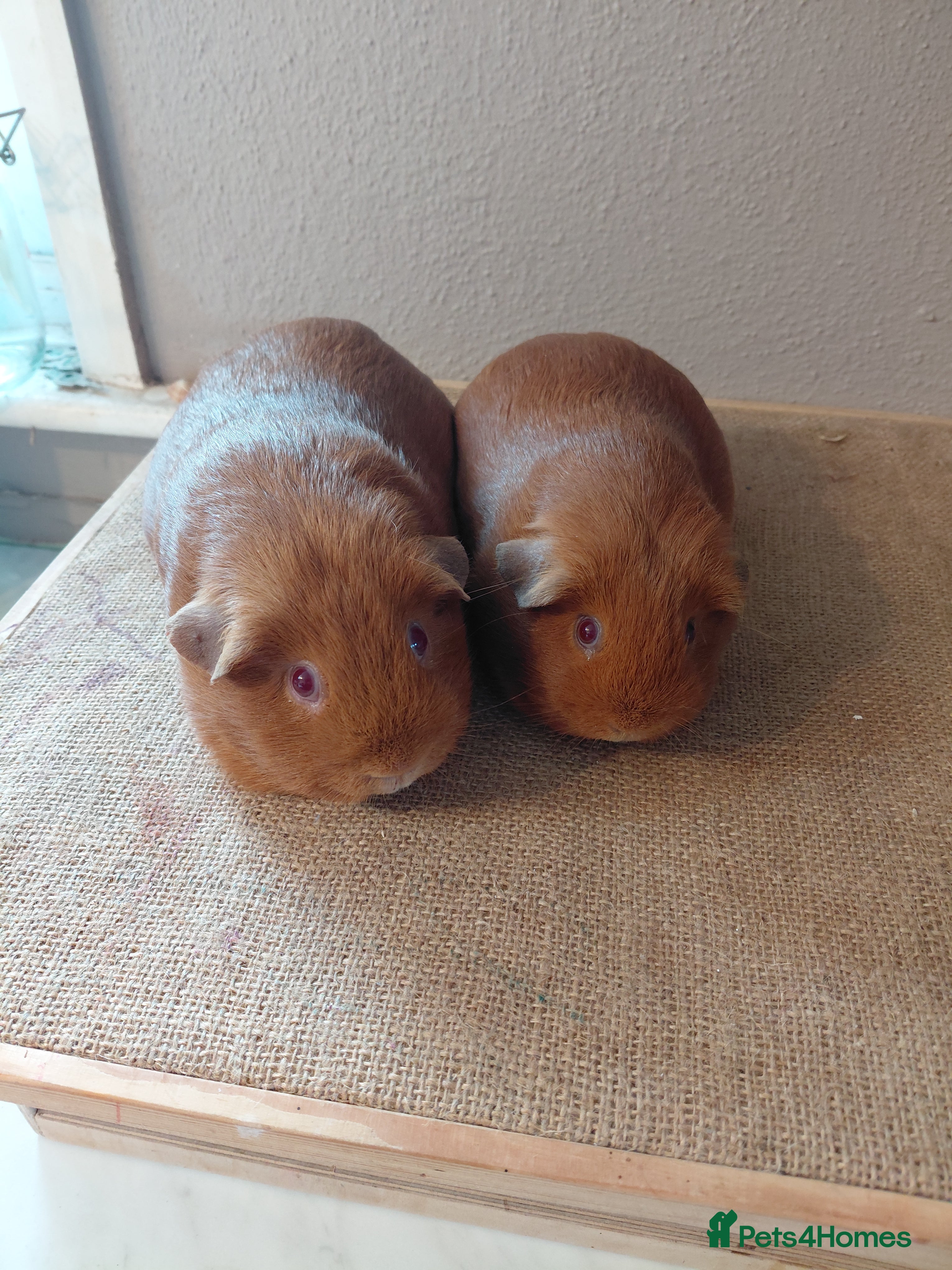 Guinea Pig rodents PE Golden Sows (other guinea-pigs also available) - Advert 18