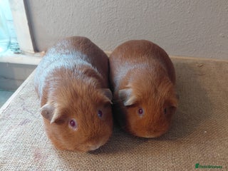 Guinea Pig rodents PE Golden Sows (other guinea-pigs also available) - Advert 18