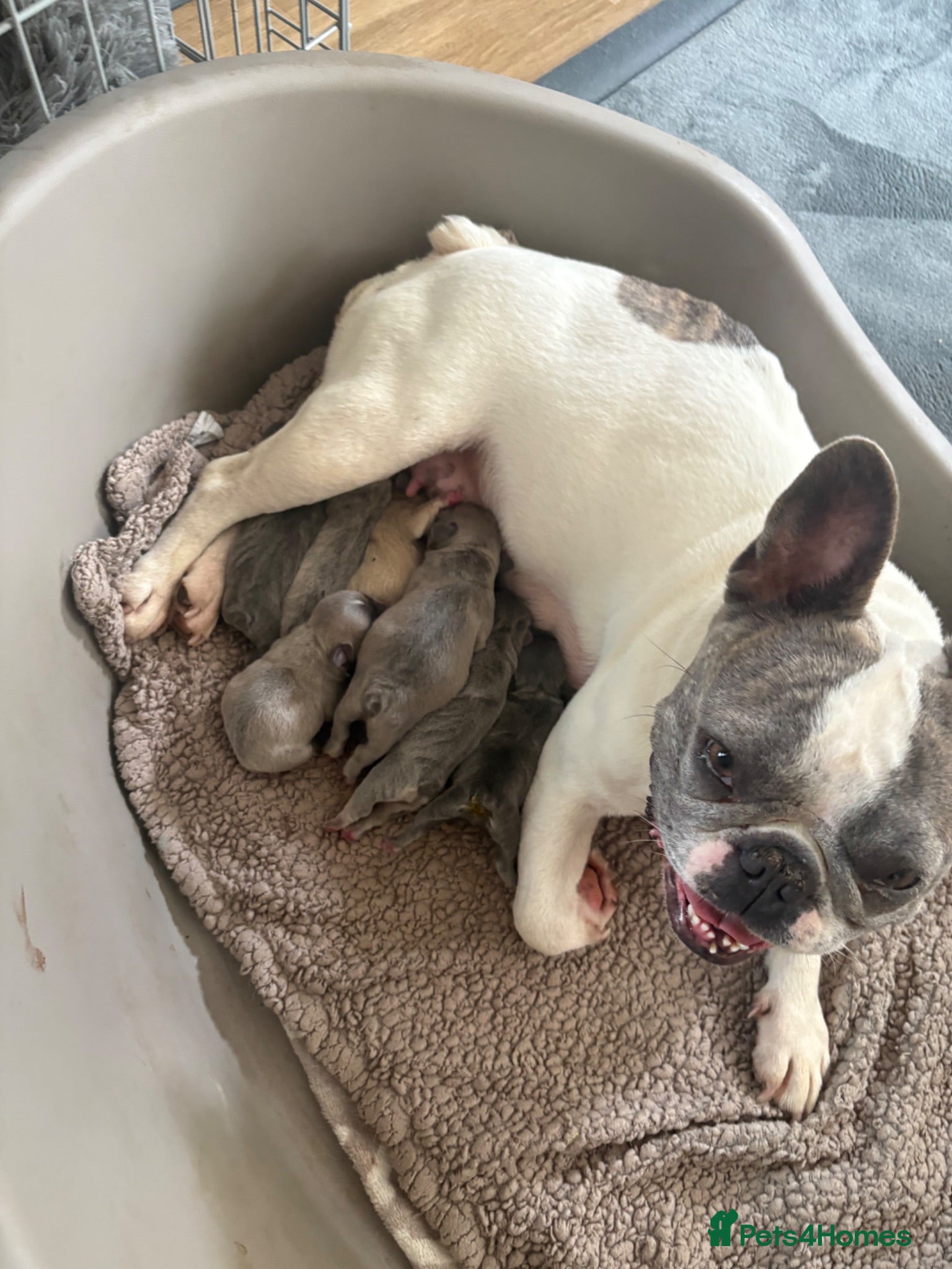 French Bulldog dogs french bulldog puppies  - Advert 1