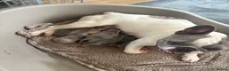 French Bulldog dogs for sale: french bulldog puppies  in Bridgwater - Advert 1