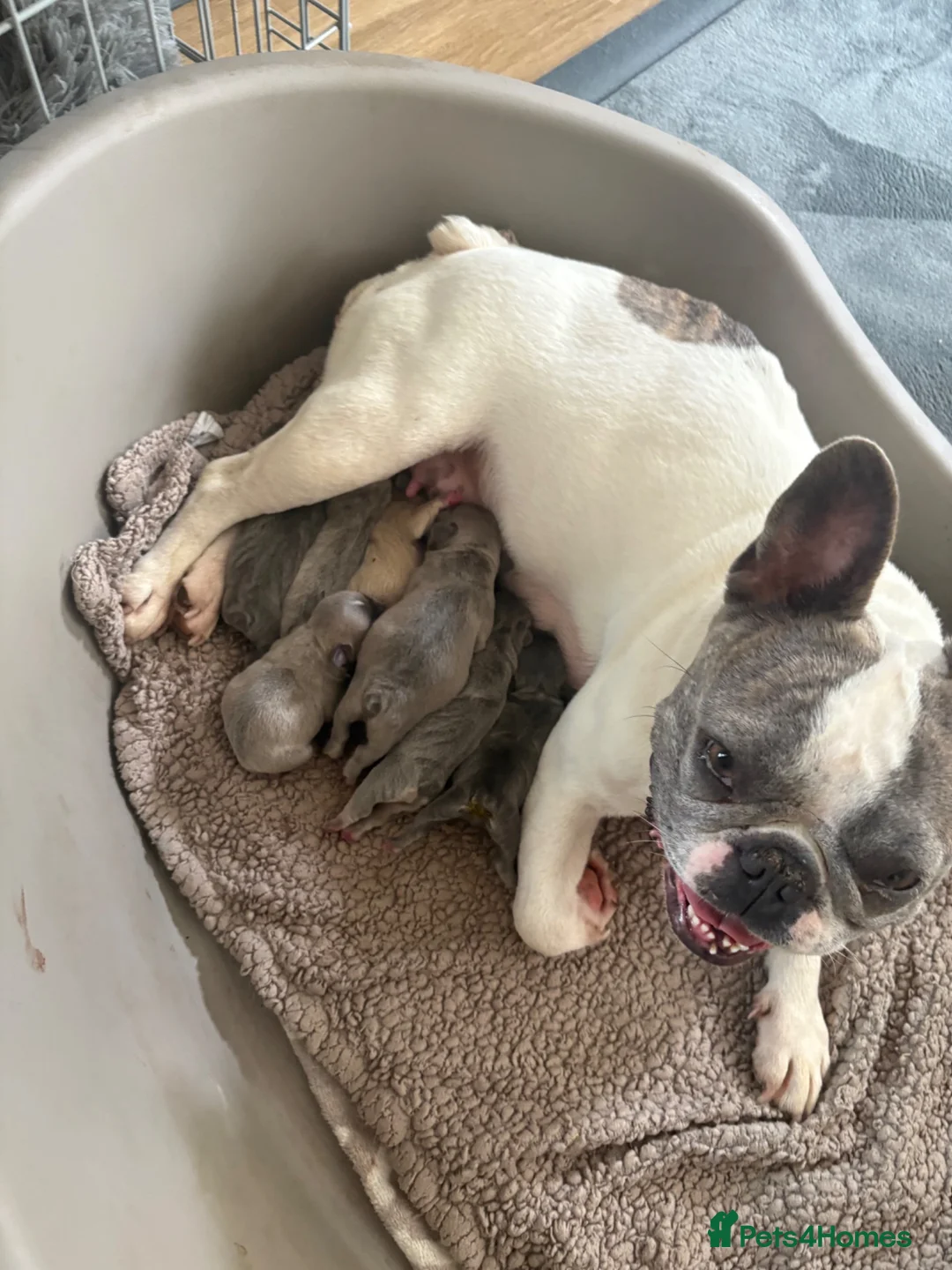French Bulldog dogs for sale: french bulldog puppies  in Bridgwater - Advert 1