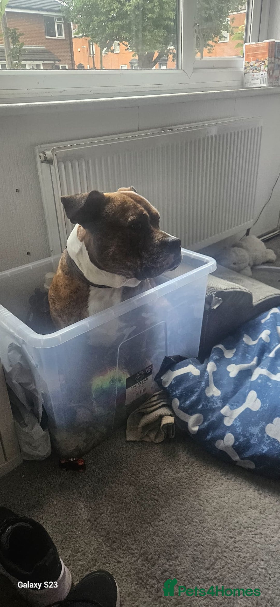 Mixed Breed dogs for sale: Buster  - Image 6