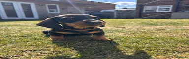 Miniature Dachshund Puppy 3