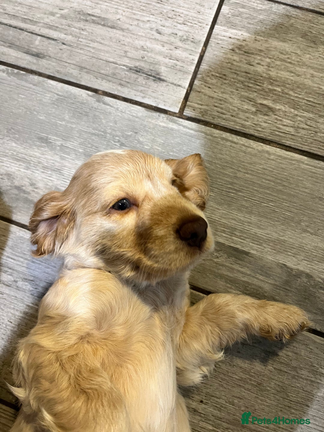 Cocker Spaniel dogs for sale: Cocker Spaniel Puppies - Advert 36