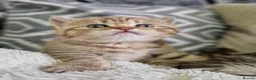 British Shorthair cats for sale: Last 2 kitten available  - Advert 10