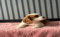 Cavalier King Charles Spaniel dogs for sale: 5 beautiful King Charles cavaliers - Image 6