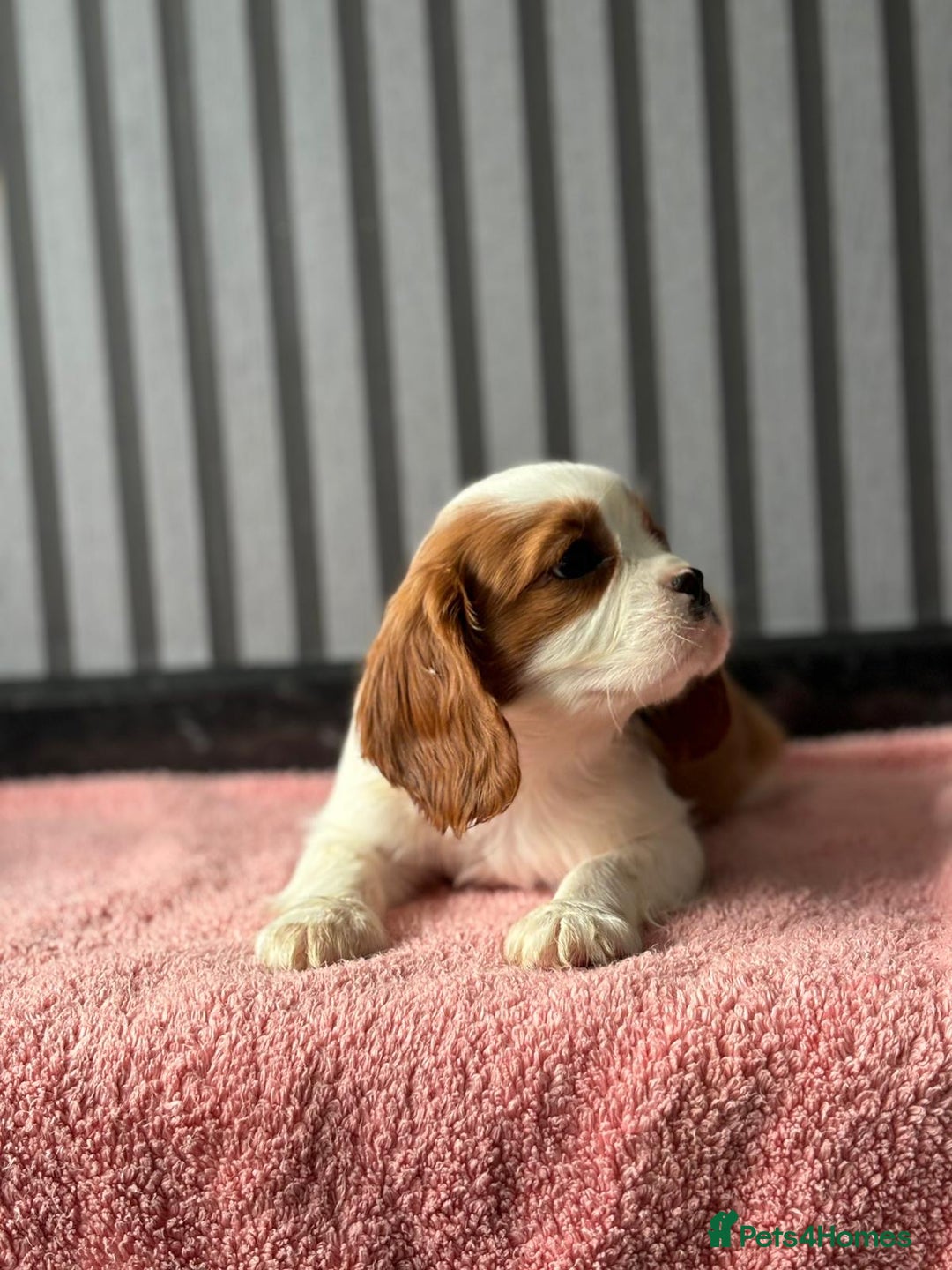 Cavalier King Charles Spaniel dogs for sale: 5 beautiful King Charles cavaliers - Image 6
